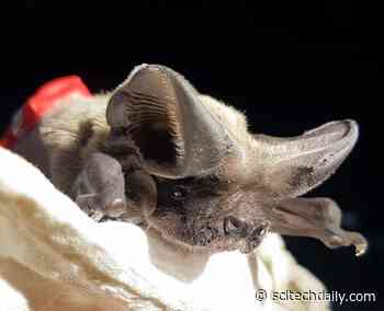 Scientists Discover How Fast-Flying Bats Are Able to Reach Great Heights of Over 1,600 Meters