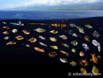 Hidden World Just Below the Surface: Scientists Discover Ocean “Surface Slicks” Are Nurseries for Diverse Fishes