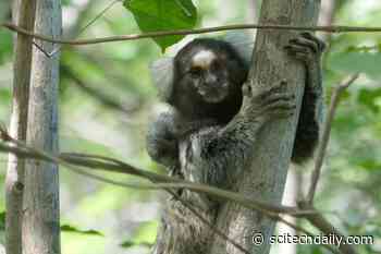 Eavesdropping Marmosets Understand Other Monkeys’ Conversations – And They Judge
