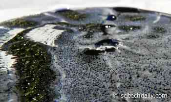 Soil Bacteria Hormone Discovery Provides Fertile Ground for New, Improved Antibiotics