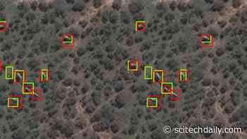 Counting Elephants From Space: Using Computer Algorithms in Conservation of Endangered Wildlife