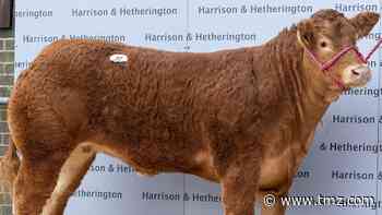 Cow Named After Posh Spice Breaks World Sale Record