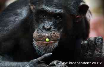 Newly discovered bacterium linked to fatal chimp disease could jump to humans, research suggests