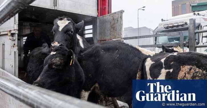 Live farm animal exports to mainland EU at a standstill post-Brexit