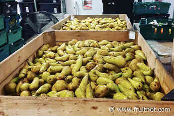 1City Harvest calls for support amid soaring food poverty - Fruitnet