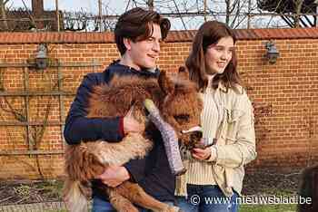 Shezelveulen Ponkey sterft onverwacht aan hartafwijking