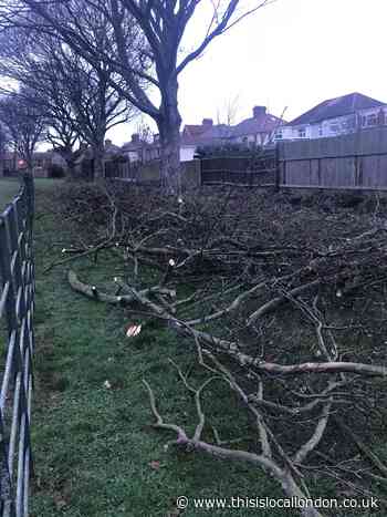 Appeal after group illegally cuts down trees in Welling park