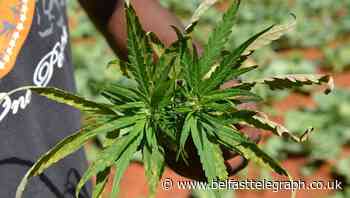 Jamaica faces ‘worst ever’ marijuana shortage as farmers struggle with drought