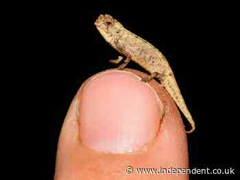 World’s ‘smallest reptile’ discovered in Madagascar and may already be endangered