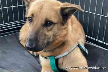 Iedereen op zoek naar verloren hond Lena: “Jaag haar alsjeblieft niet op”