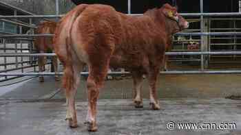 Cow named after Posh Spice breaks world sales record