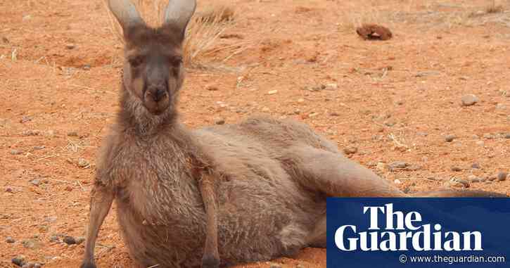 How kangaroos could be jeopardising conservation efforts across Australia