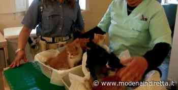 Modena, gatti e cani in condizioni precarie: gli interventi della polizia locale - modenaindiretta.it