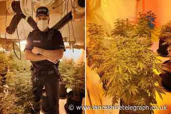 Police seize large cannabis factory at Accrington terraced house
