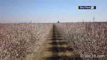 Fresno County's stunning Blossom Trail opens