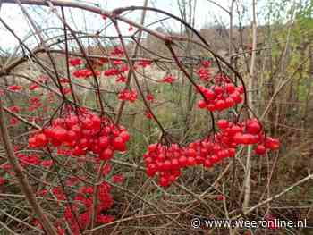 Natuurjournaal: nog maar weinig bessen te zien en paartijd mol aangebroken - Weeronline