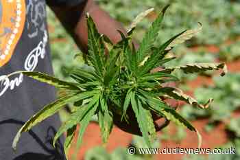 Jamaica faces 'worst ever' marijuana shortage as farmers struggle with drought - Dudley News