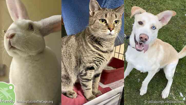 Furry Tails: Mellow, Lilly & Hercules Are Waiting For Forever Homes