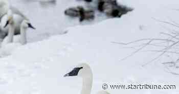 Dead birds fuel push for Minnesota lead tackle ban
