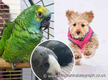 Top tips on how to get the cheapest pet insurance from Martin Lewis