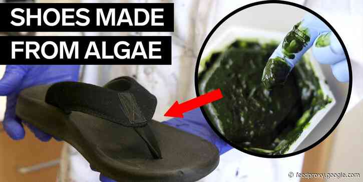 Scientists are making flip-flops out of algae that are 100% biodegradable - and it could reduce plastic pollution