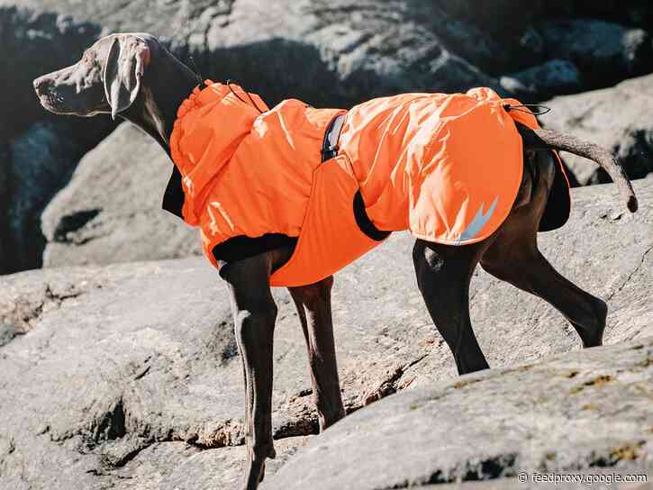 The 6 best snow jackets and coats for dogs in 2021, according to dog walkers