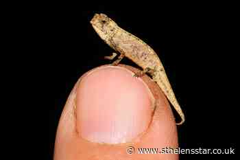 Tiny chameleon a contender for title of world's smallest reptile - St Helens Star