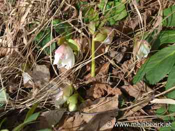 Wandern im Raxgebiet: Die ersten Frühlingsboten - Neunkirchen - meinbezirk.at