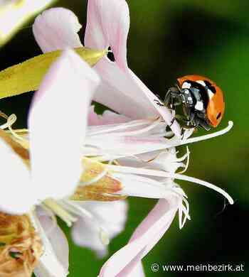 Ich seh was du nicht siehst: Wie sehen Tiere die Welt? - meinbezirk.at