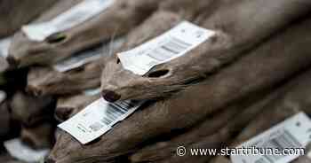 Wisconsin's mink farming industry now seen at risk of COVID