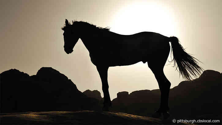 Animal Protection Group Denounces Horse Deaths At West Virginia Track