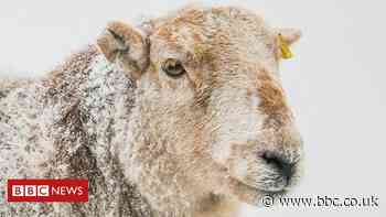Sheep found as police raid Bacup drinking party