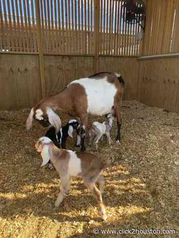 VOTE: Houston SPCA needs your help naming its newborn goat triplets - KPRC Click2Houston