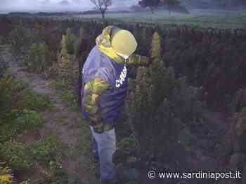 Coltivano cannabis sativa irregolare, sequestrati 130 chili 'erba' fuori legge - Sardiniapost.it - SardiniaPost