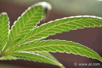 Medical marijuana bill passes in senate committee - AL.com