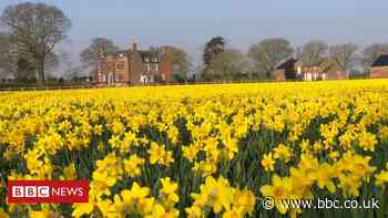 'I harvest 70 million daffodils a year but £1 a bunch can't last'