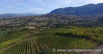 Jesi e Matelica, in una parola sola: Verdicchio! - Caccia Passione