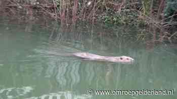 Bever laat zich op klaarlichte dag zien, bekijk de beelden - Omroep Gelderland