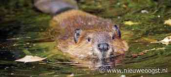 Beheerplan neemt zorgen LTO over bever niet weg - NieuweOogst.nu