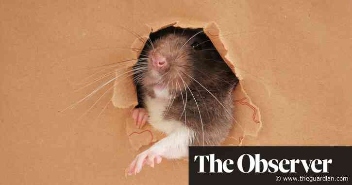 Are we losing the rat race? How rodents took over our offices