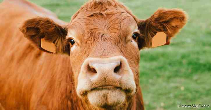 1,500-pound cow roaming Rhode Island after escaping slaughterhouse - KIRO Seattle