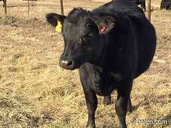 Cow Runs Loose In Rhode Island: Patch PM - Patch.com