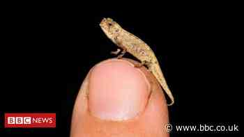 'Smallest reptile on earth' discovered in Madagascar