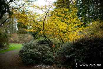 15.000 minder bezoekers door corona in Arboretum (Kalmthout) - Gazet van Antwerpen