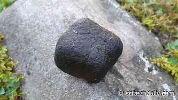 How Wombats Produce Cube-Shaped Poo Through a Round Hole