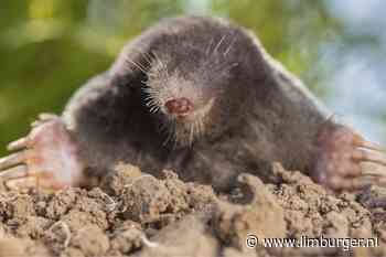 Waar is de mol? IVN wilt het graag weten - De Limburger
