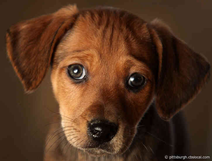Online Pet Scam Promises Puppies For Families, Sends Buyers To Random Local Residents’ Addresses