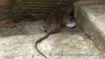 Una plaga de ratas, la preocupación de los habitantes de Buenos Aires - La Cronica del Quindio