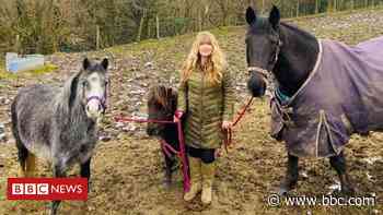 Covid: Horses 'dying and ill' from lockdown walkers' food - BBC News
