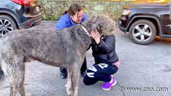Giant Irish wolfhound cries out after reuniting with its owners